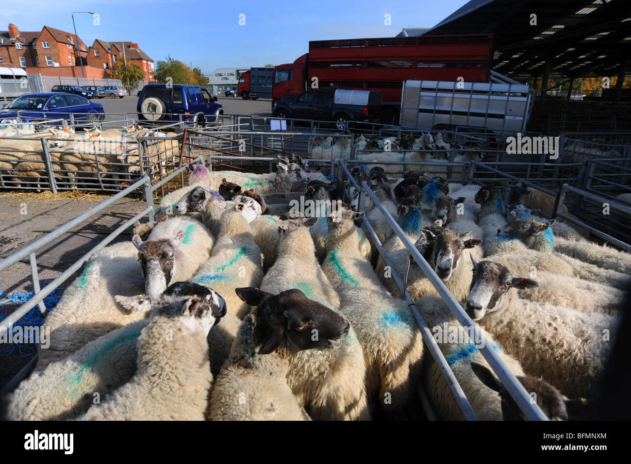 Schafe warten in Stifte in Melton Mowbray Markt, Leicestershire UK Stockfoto