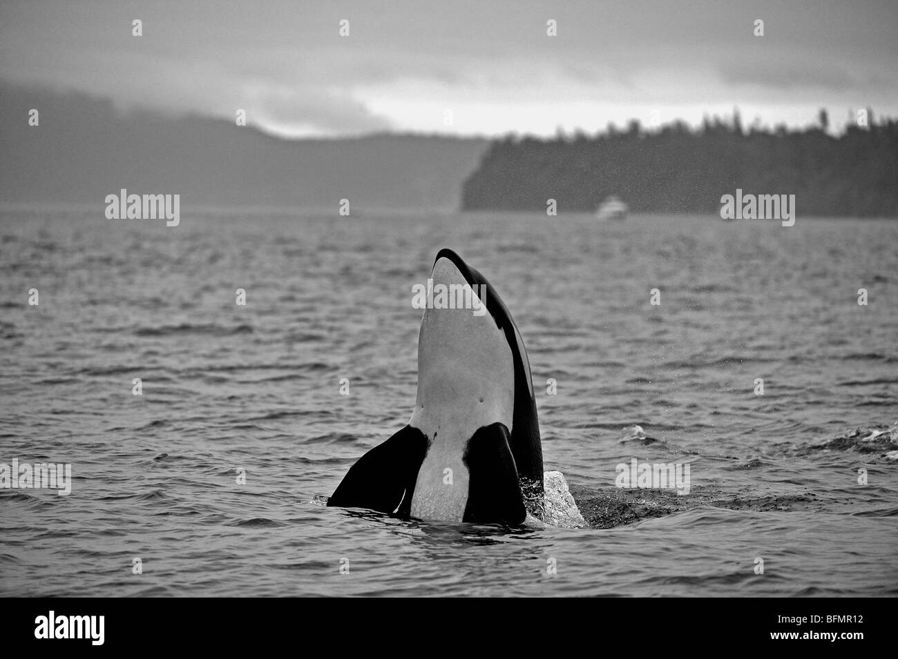 Killerwal in den Puget Sound aus Washington, USA Stockfoto