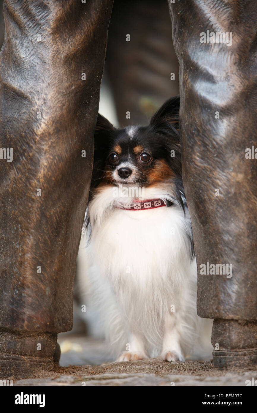 Papillon (Canis Lupus F. Familiaris), Papillon sitzt zwischen den