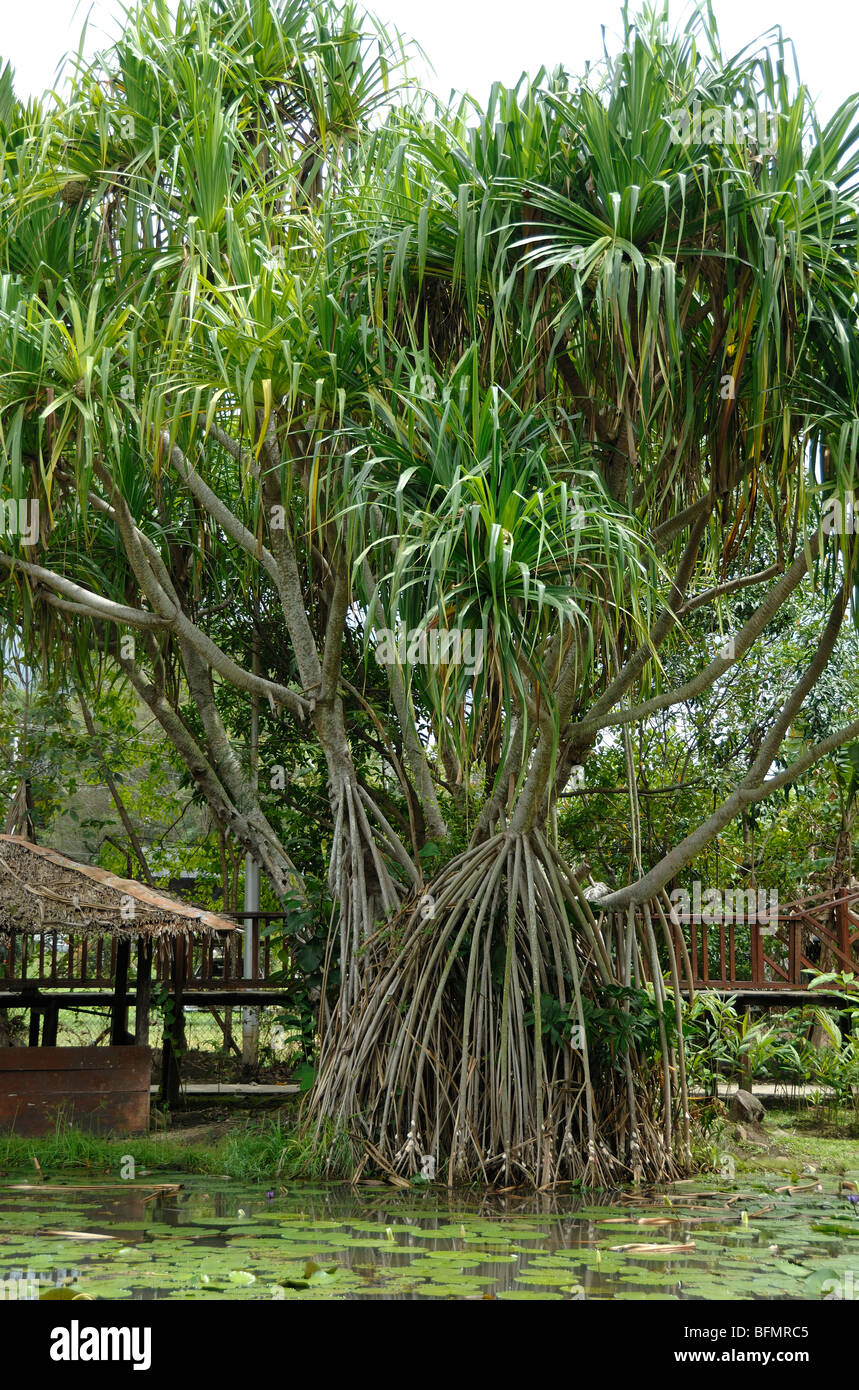 Pandanus Pulcher Palm oder Schraube Kiefer mit Stelzen oder Prop Wurzeln, Sabah State Botanical Gardens, Kota Kinabalu, Sabah, Borneo Stockfoto