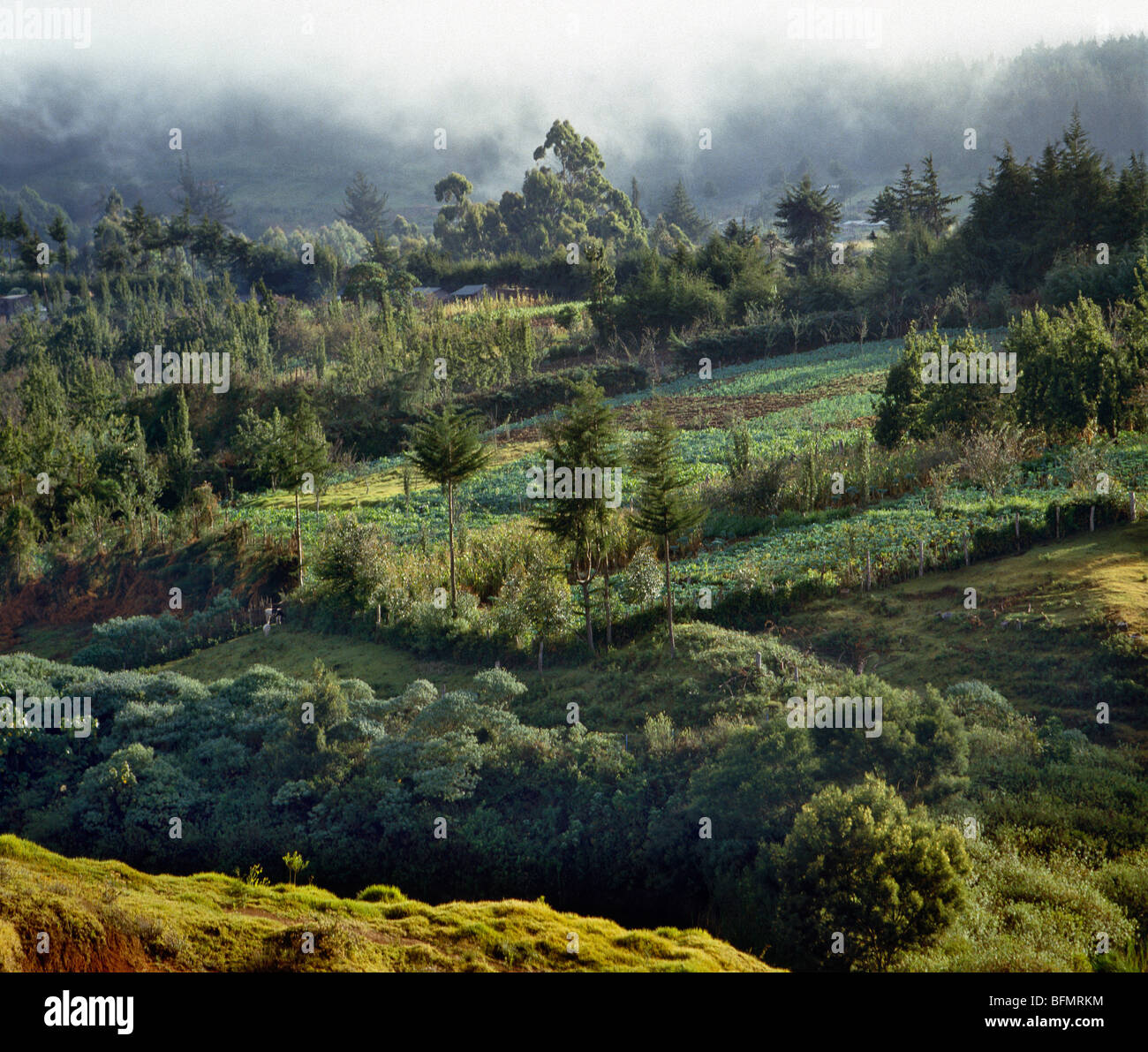 Niedrige Wolken hängen über fruchtbare kleinbäuerlichen Betriebe in Limuru, 8.500 Fuß über Meeresspiegel. Stockfoto