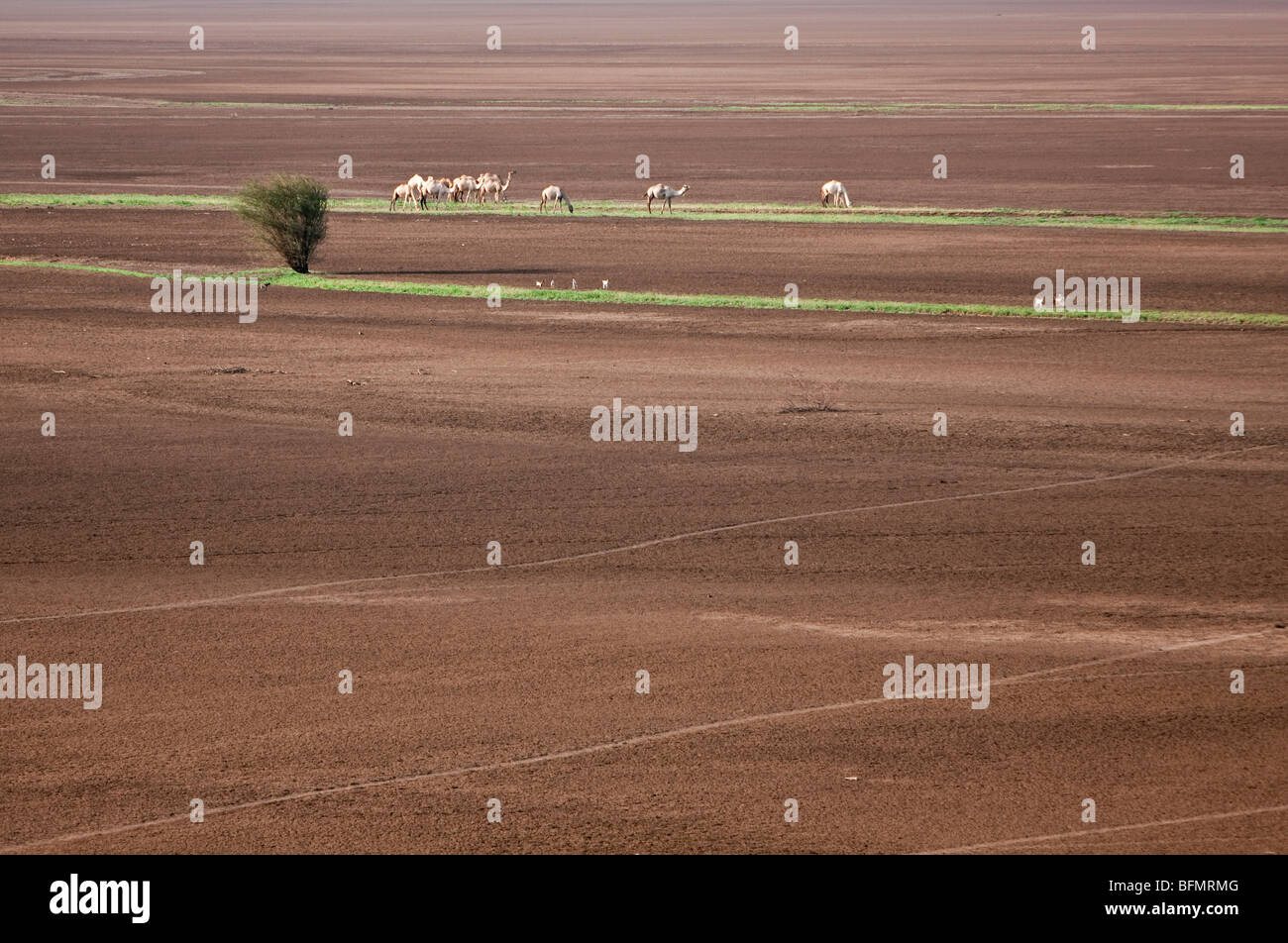 Am Ende der Regenzeit grasen Vieh die kleinen Streifen von Vegetation entlang saisonaler Wasserläufe in der Chalbi Wüste Stockfoto