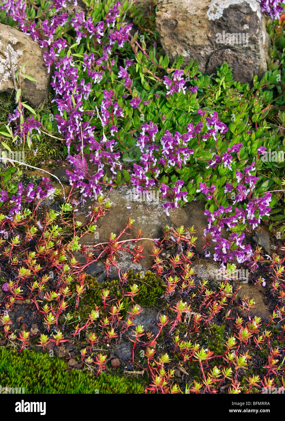 Kenia. Wildblumen und Sukkulenten wachsen auf steinigen Boden an den Hängen des Mount Elgon. Stockfoto