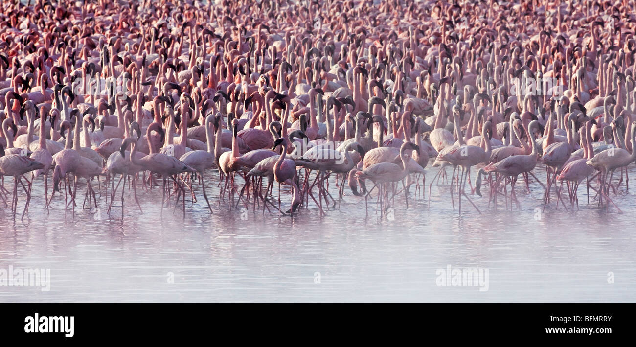 Kenia. Flamingos ernähren sich von Algen unter den heißen Quellen von Lake Bogoria, einer alkalischen See im Great Rift Valley Stockfoto