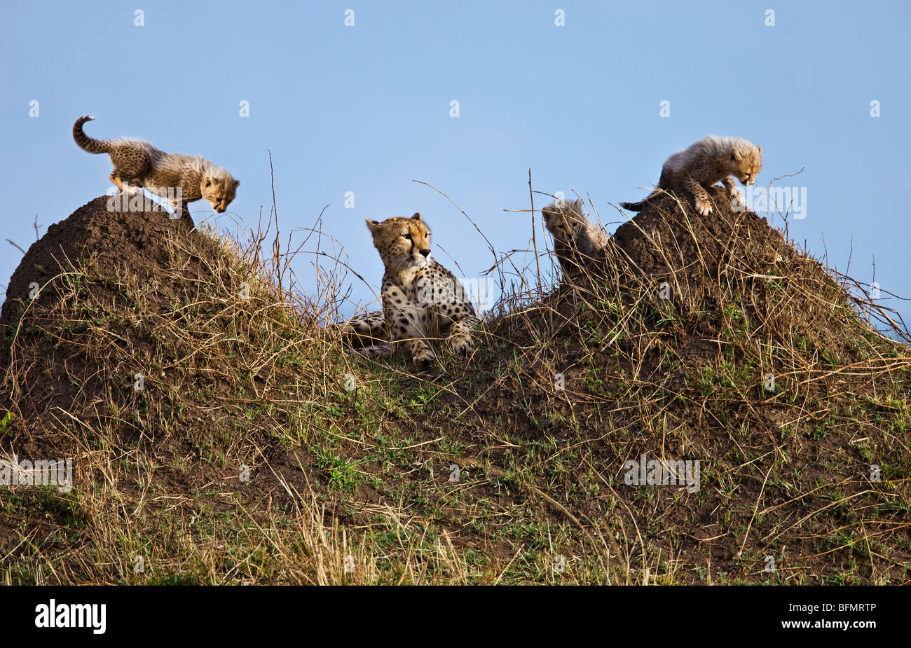 Kenia. Ein Gepard und ihre drei ein-Monat-alte Jungen ruhen und spielen auf Termitenhügel in Masai Mara National Reserve. Stockfoto