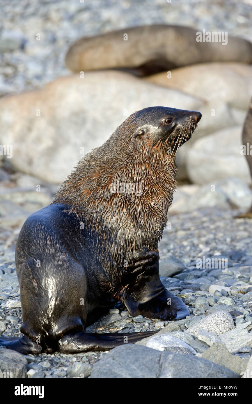 Antarktis, Half Moon Bay. Eine männliche Kolonie der antarktische Seebär Arctocephalus Gazella abtrocknen am steinigen Strand. Stockfoto