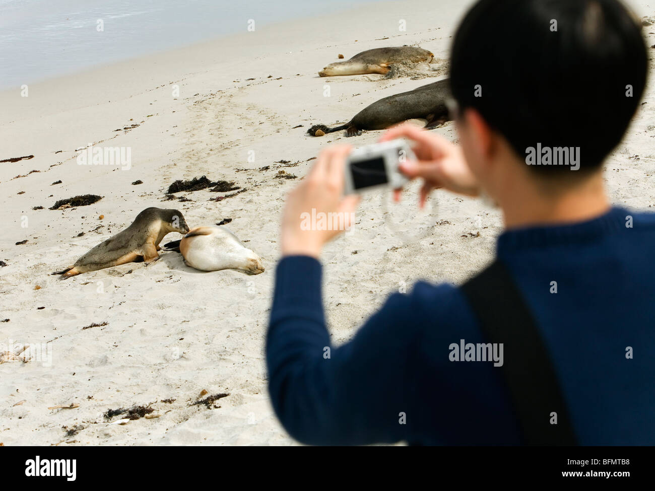 Australien, South Australia Kangaroo Island.  Ein Tourist fotografiert australischen Seelöwen im Seal Bay Conservation Park. (MR) Stockfoto