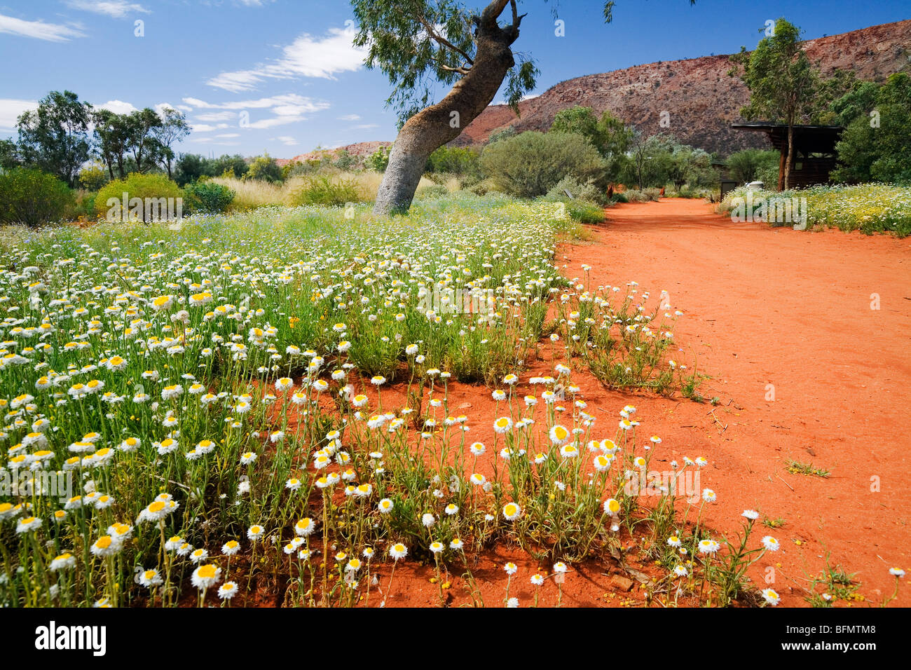 Australien, Northern Territory, Alice Springs.  Wildblumen im Alice Springs Desert Park. Stockfoto
