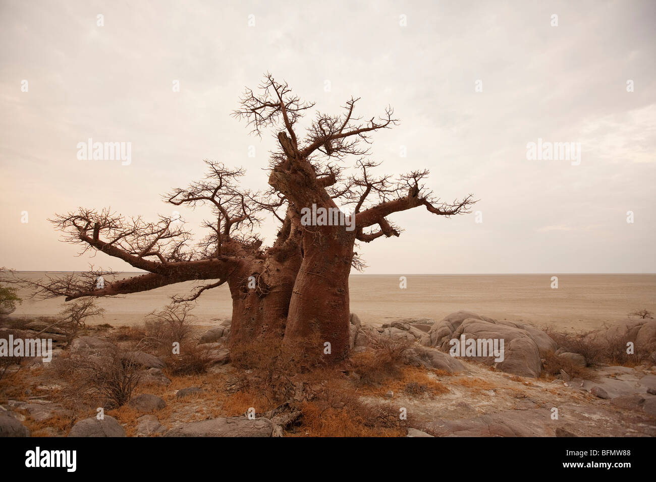 Botswana, Kubu Island. Eine alte Baobab sitzt mit Blick auf die Makgadikgadi Salzpfannen von Kubu Island. Stockfoto