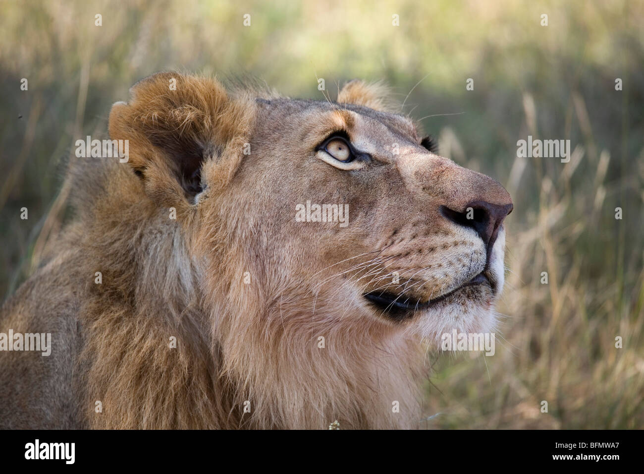Südafrika; Nordwestprovinz; Madikwe Wildreservat. Porträt eines jungen männlichen Löwen. Stockfoto
