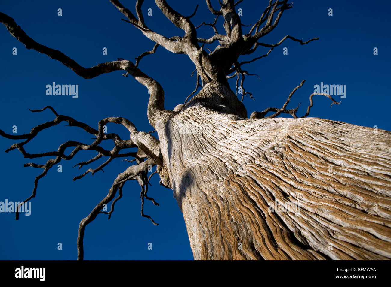 Südafrika; Nordwestprovinz; Madikwe Wildreservat. Gefärbten roten wo Elefanten Lebombo Eisenholz Baum reiben haben Stockfoto