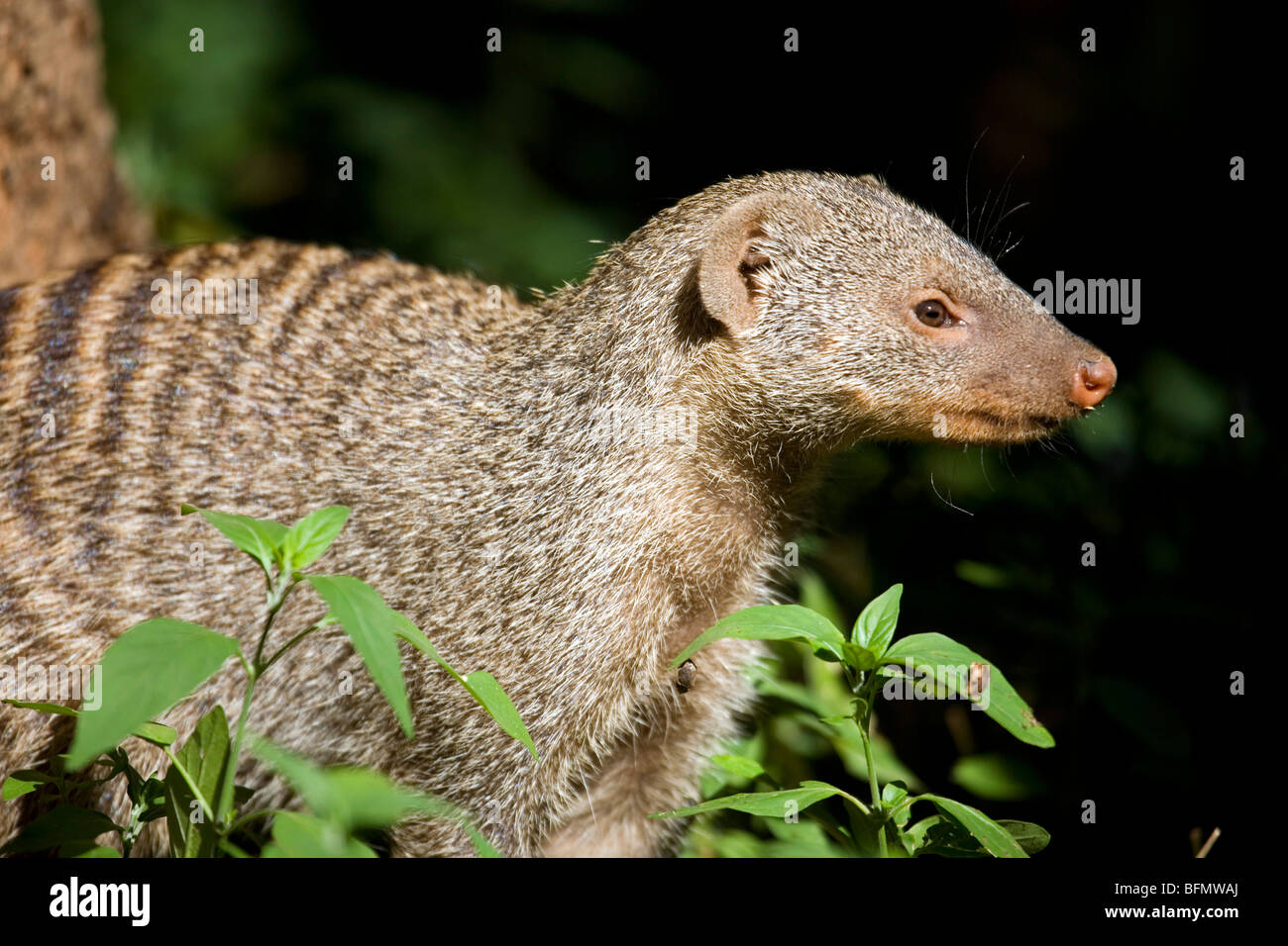 Südafrika; Nordwestprovinz; Madikwe Wildreservat. Nahaufnahme von einem Zebramangusten (Mungos Mungo) Stockfoto
