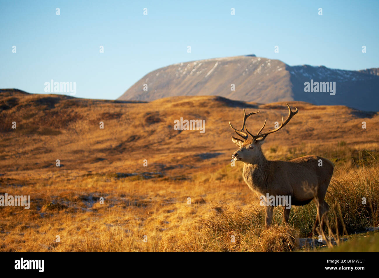 Das freundliche wilden Rotwild Hirsch mit dem Spitznamen Big Boy von einer Layby in der Nähe schwarzer Berg in der schottischen Landschaft Stockfoto