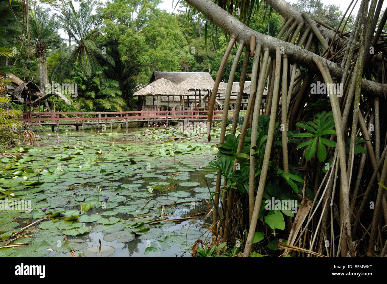 Sabah State Museum Botanischer Garten & Pandanus Pulcher Palm oder Schraube Kiefer mit Stelzen Wurzeln, Kota Kinabalu, Sabah Malaysia Borneo Stockfoto