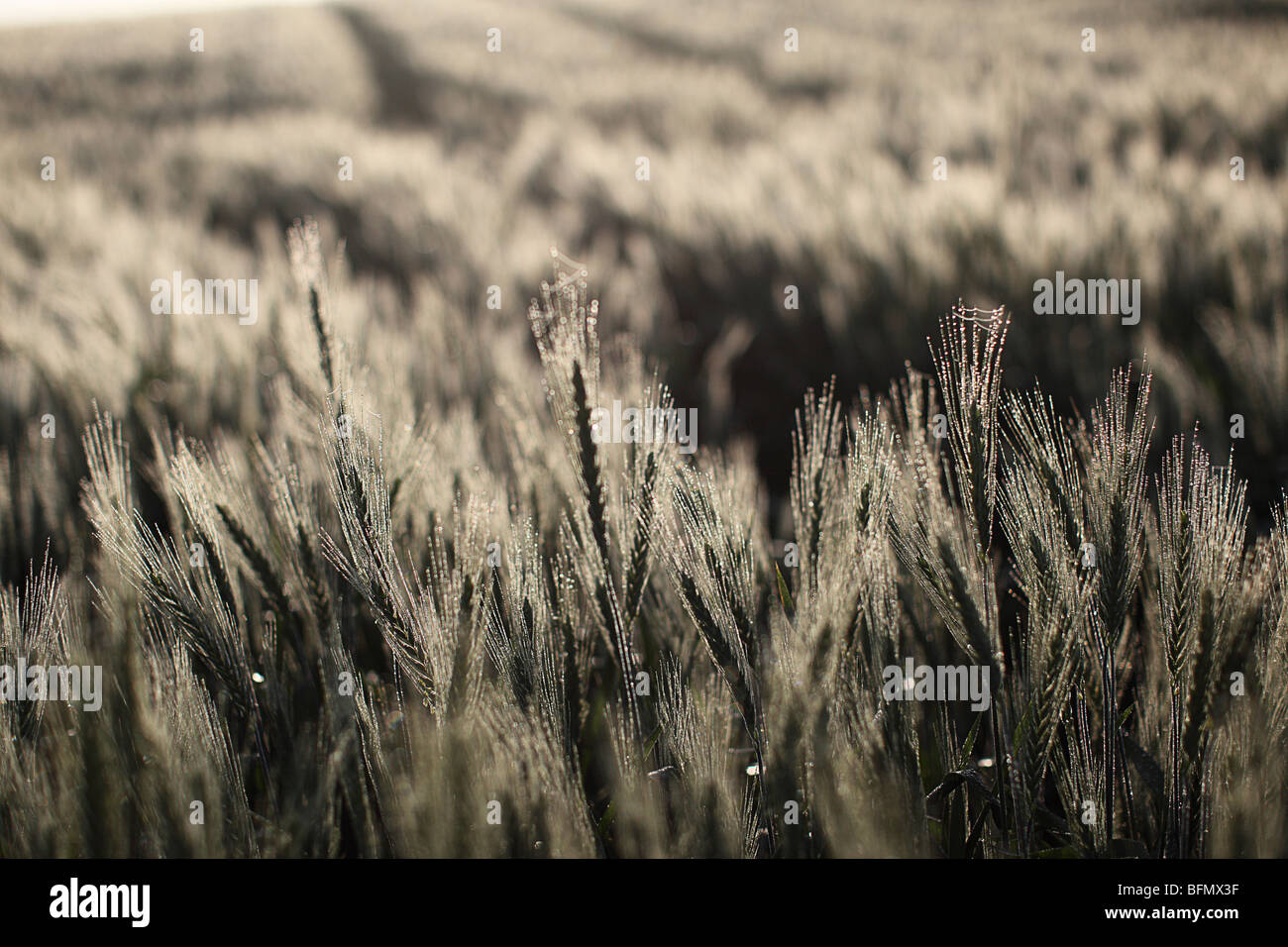 Israel, Golan-Höhen, Tau Tröpfchen auf Weizen Stiele Stockfoto