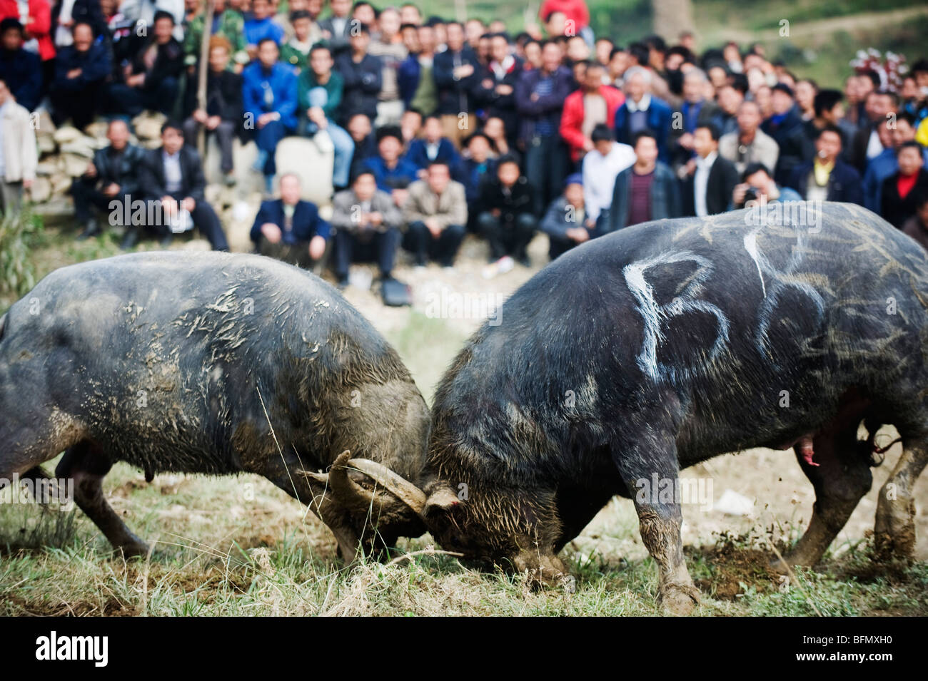 China, Provinz Guizhou, Leishan, Wasserbüffel kämpfen festival Stockfoto