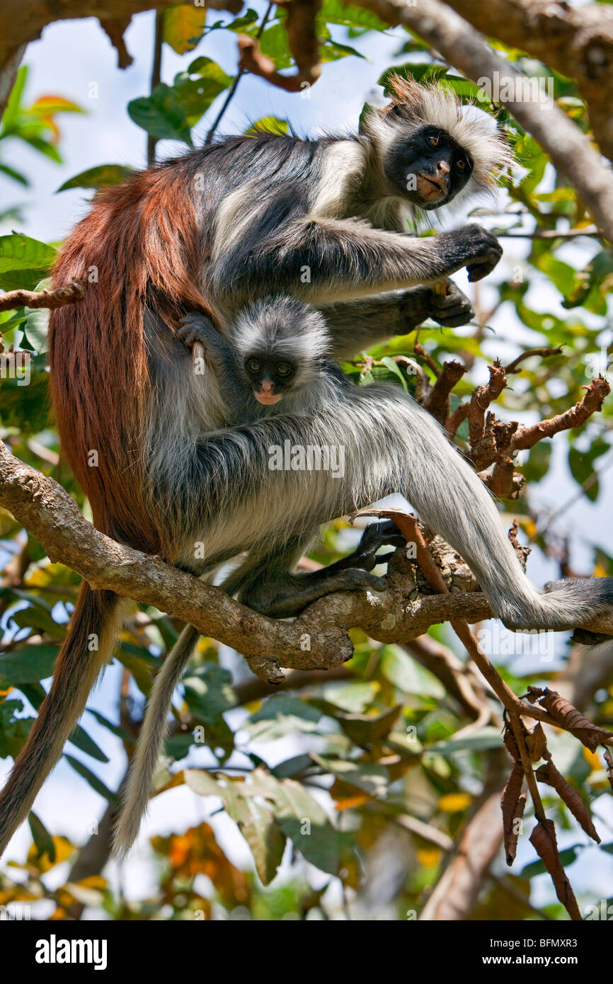 Tansania, Sansibar. Ein Zanzibar roten Colobus-Affen und Baby im Jozani Forest Südosten von Stone Town. Stockfoto