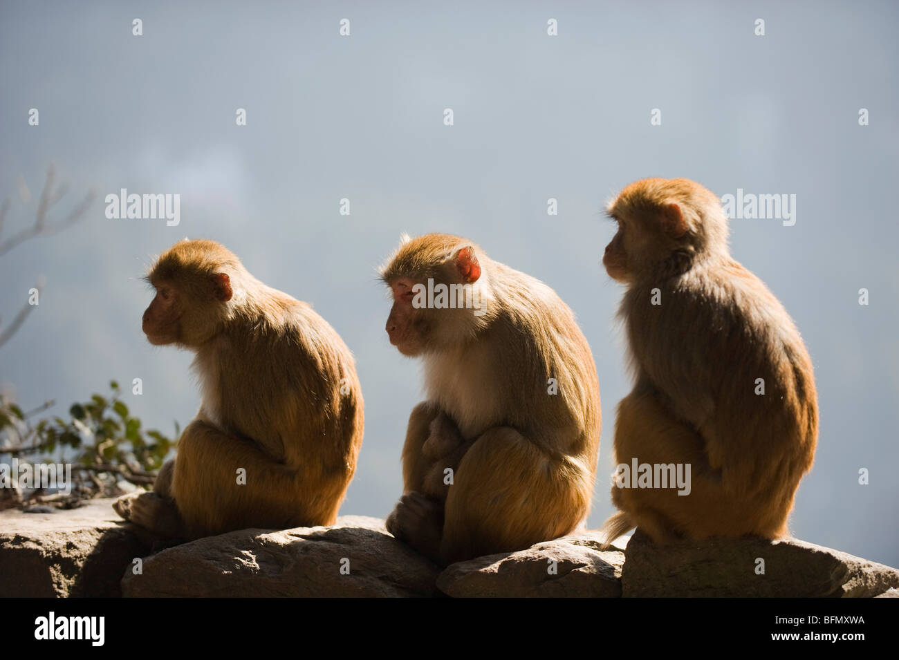China, Provinz Jiangxi, drei Affen, Lushan-Berg, UNESCO-Weltkulturerbe Stockfoto
