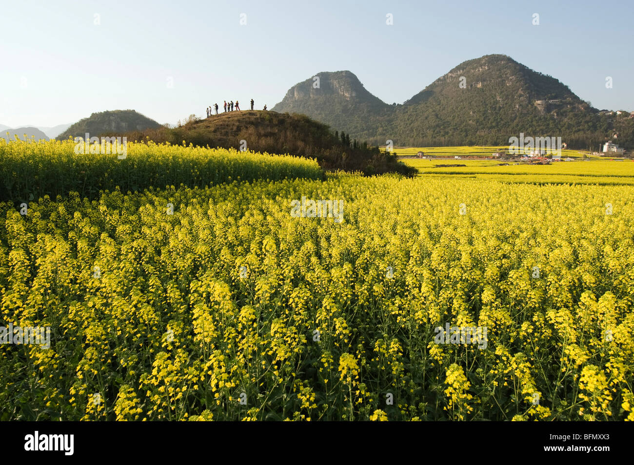 China, Yunnan Provinz, teilnehmen, Raps Blumen in voller Blüte Stockfoto