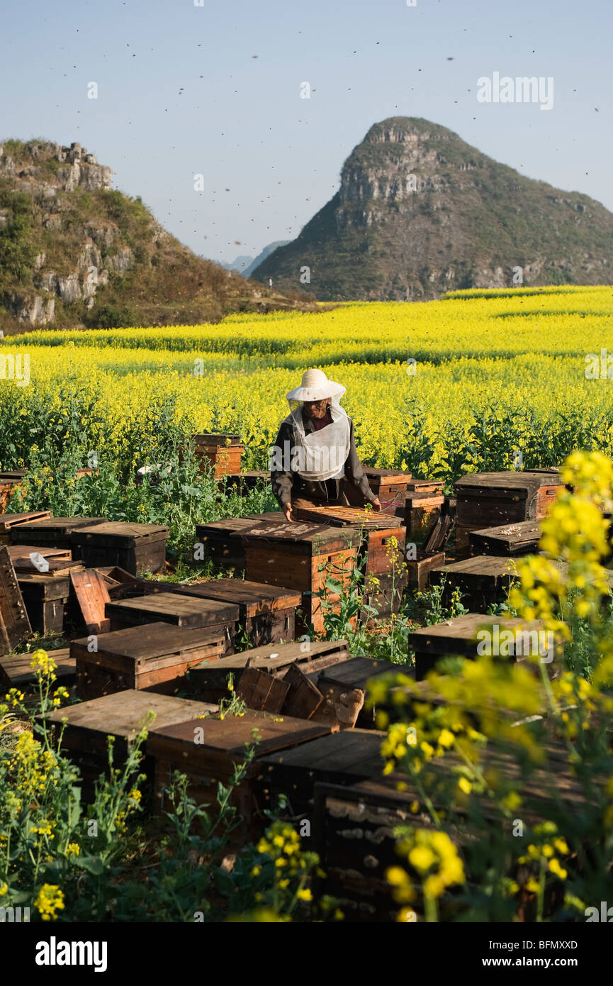 China, Yunnan Provinz, teilnehmen, Raps Blumen in voller Blüte, ein Imker auf einer Honig-Farm Stockfoto