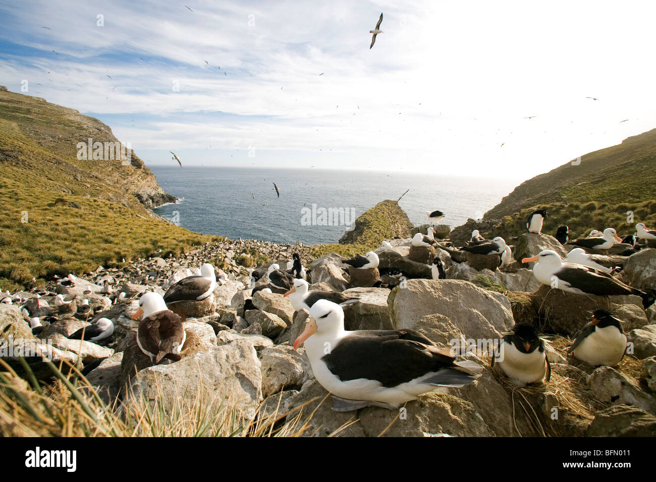 Falkland-Inseln; West Point Insel. Black-browed Albatross Inkubation Ei in einer Klippe Kolonie geteilt mit Rockhopper Penguins. Stockfoto
