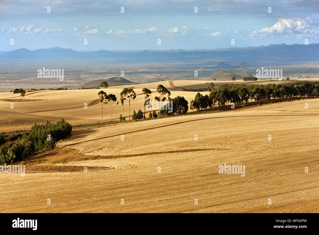Kenia, Timau. Sanfte Weizen Bauernhöfe in Timau, 8.500 Fuß über Meeresspiegel, Blick nach Norden zu den semi-ariden Nordprovinz. Stockfoto