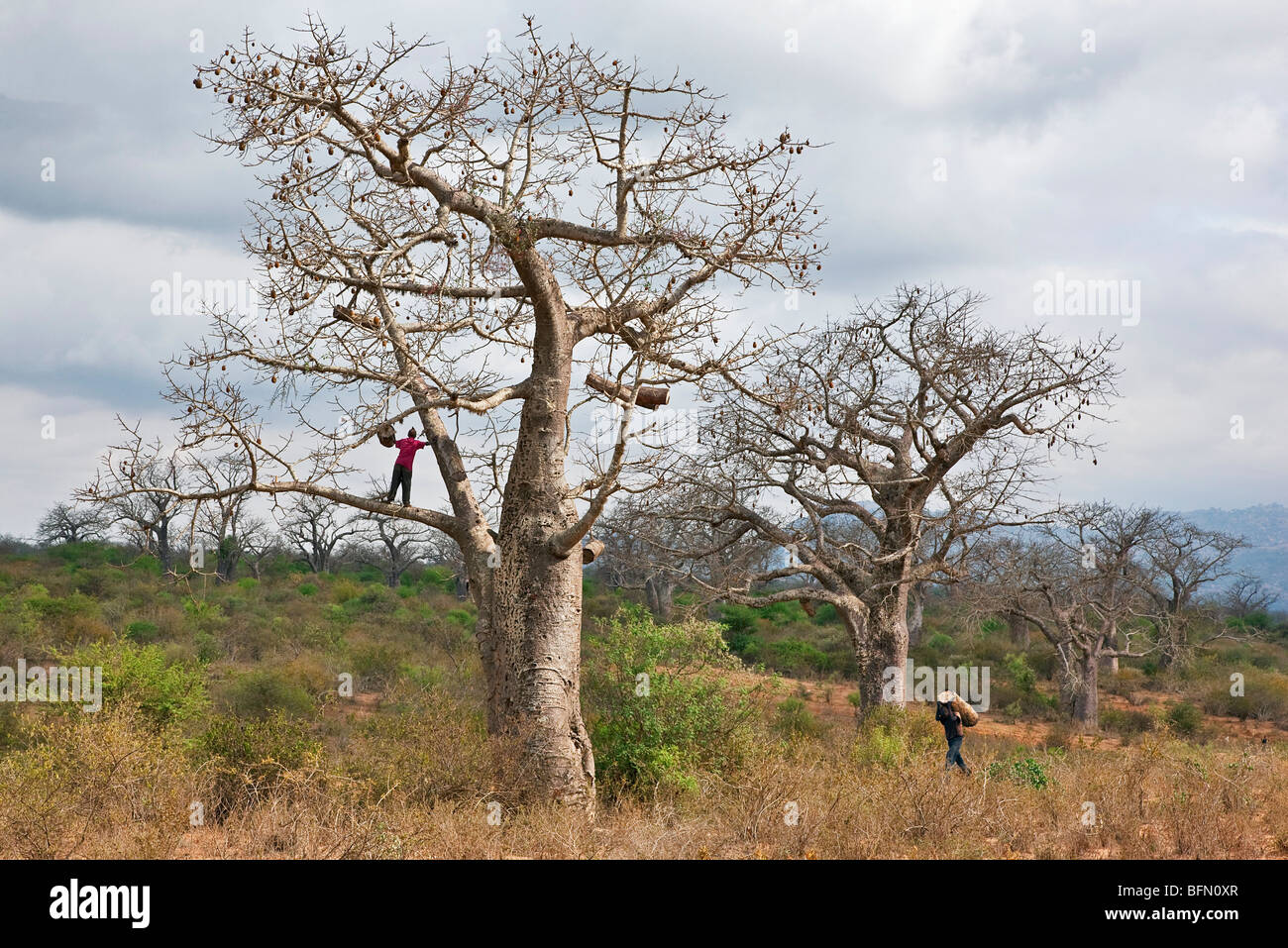 Kenia, Kibwezi. Ein Mann trägt einen traditionellen Bienenstock an seinen Freund zum Einhängen in einen großen Baobab-Baum. Stockfoto