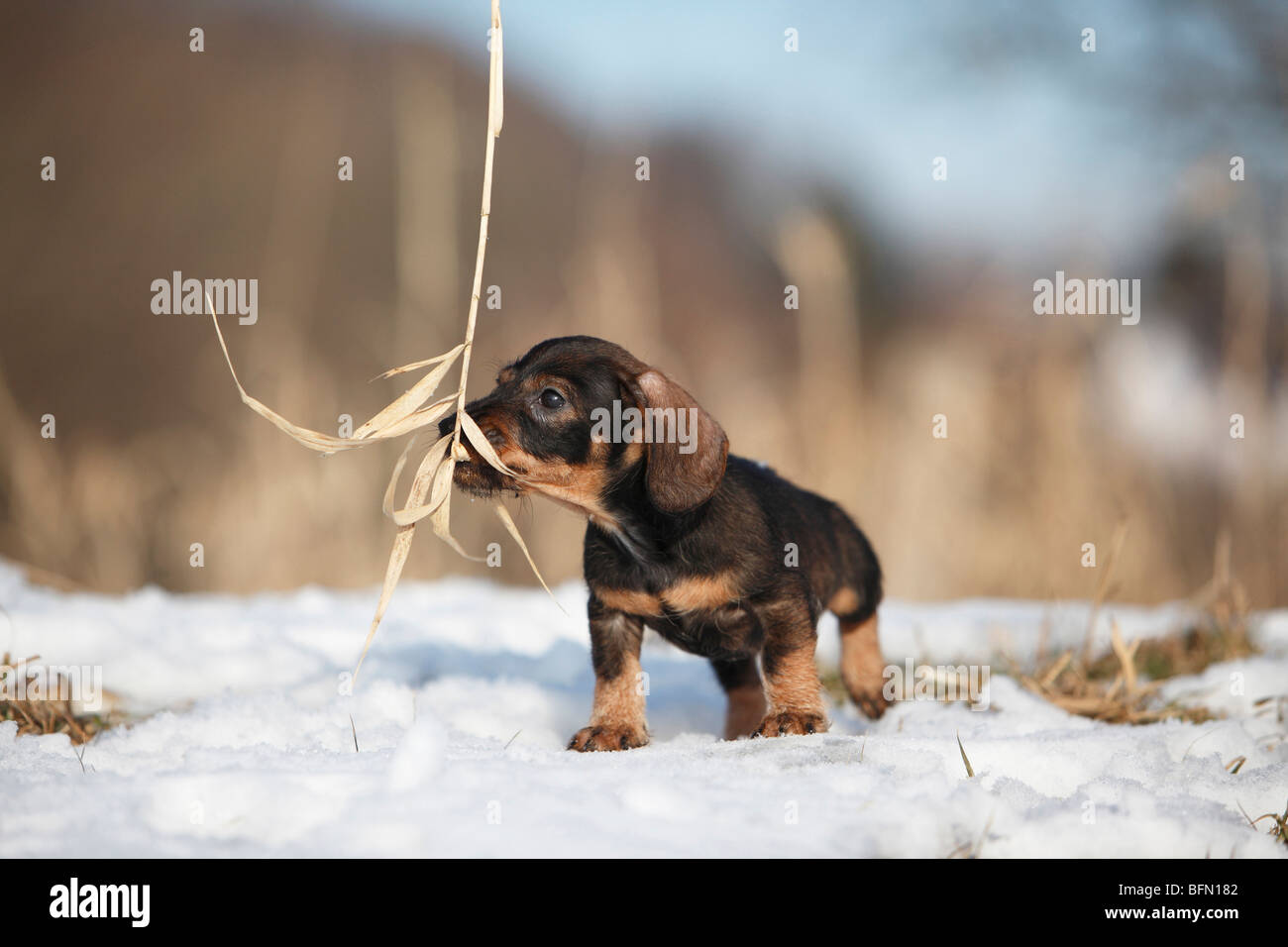 Rauhaar Dackel, Rauhhaar Dackel, Haushund (Canis Lupus F. Familiaris), 9 Wochen alten Welpen spielen mit einen gras Stockfoto