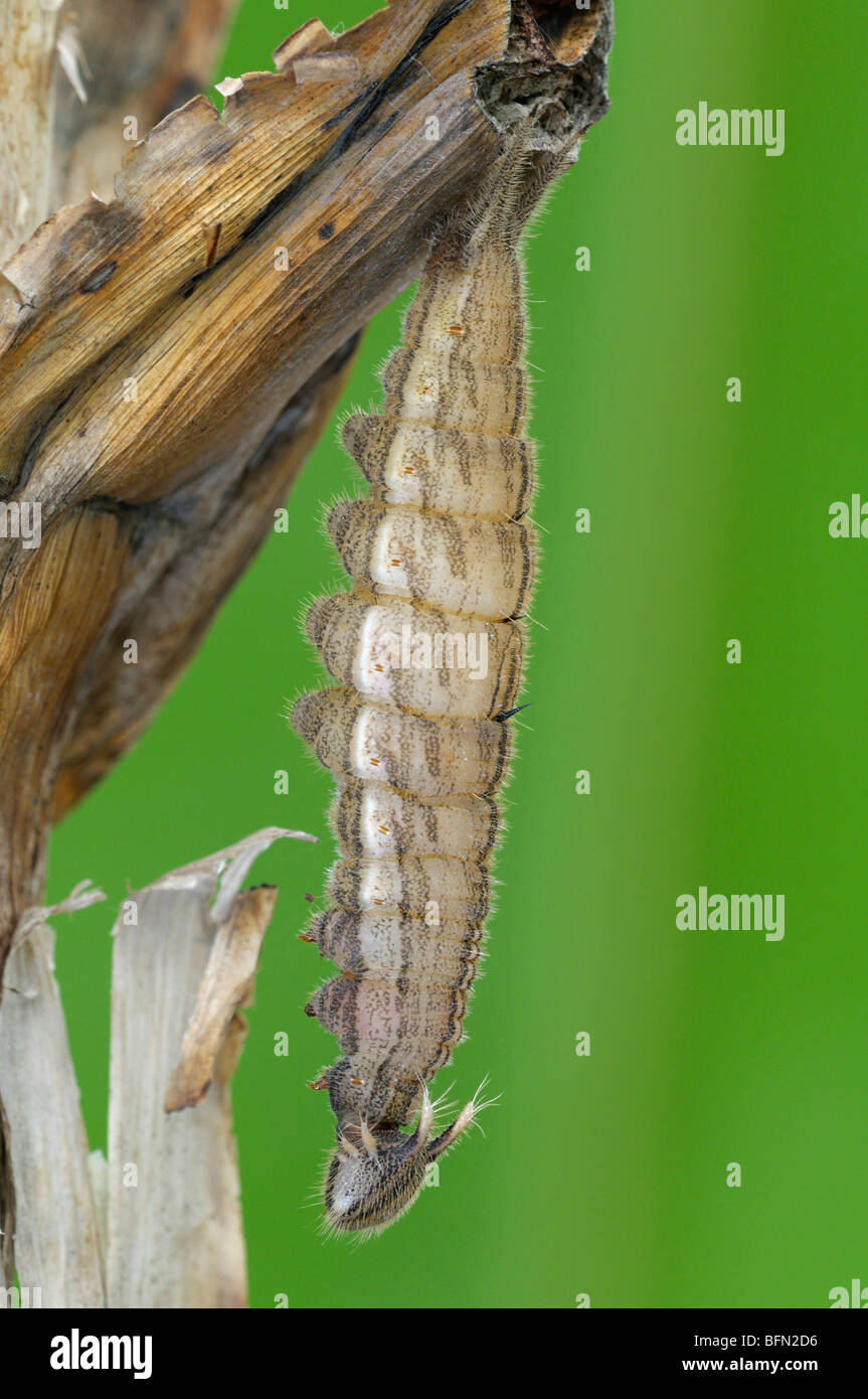 Eule Schmetterling (Caligo Eurilochus). Ausgewachsene Raupe beginnt zu verpuppen. Stockfoto