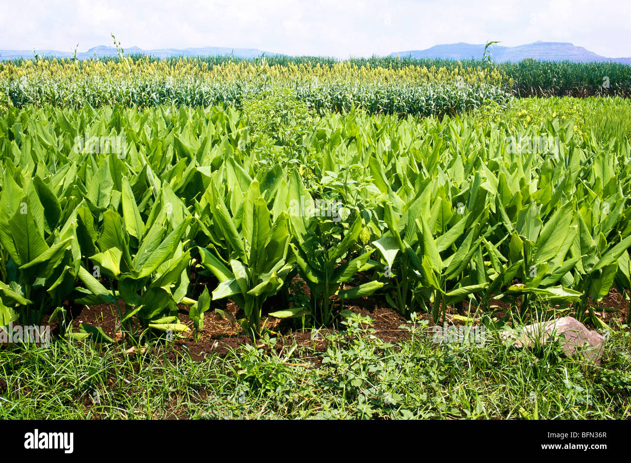 Kurkuma Ernte; Jowar und Zuckerrohr im Hintergrund; Satara; Maharashtra; Indien; asien Stockfoto
