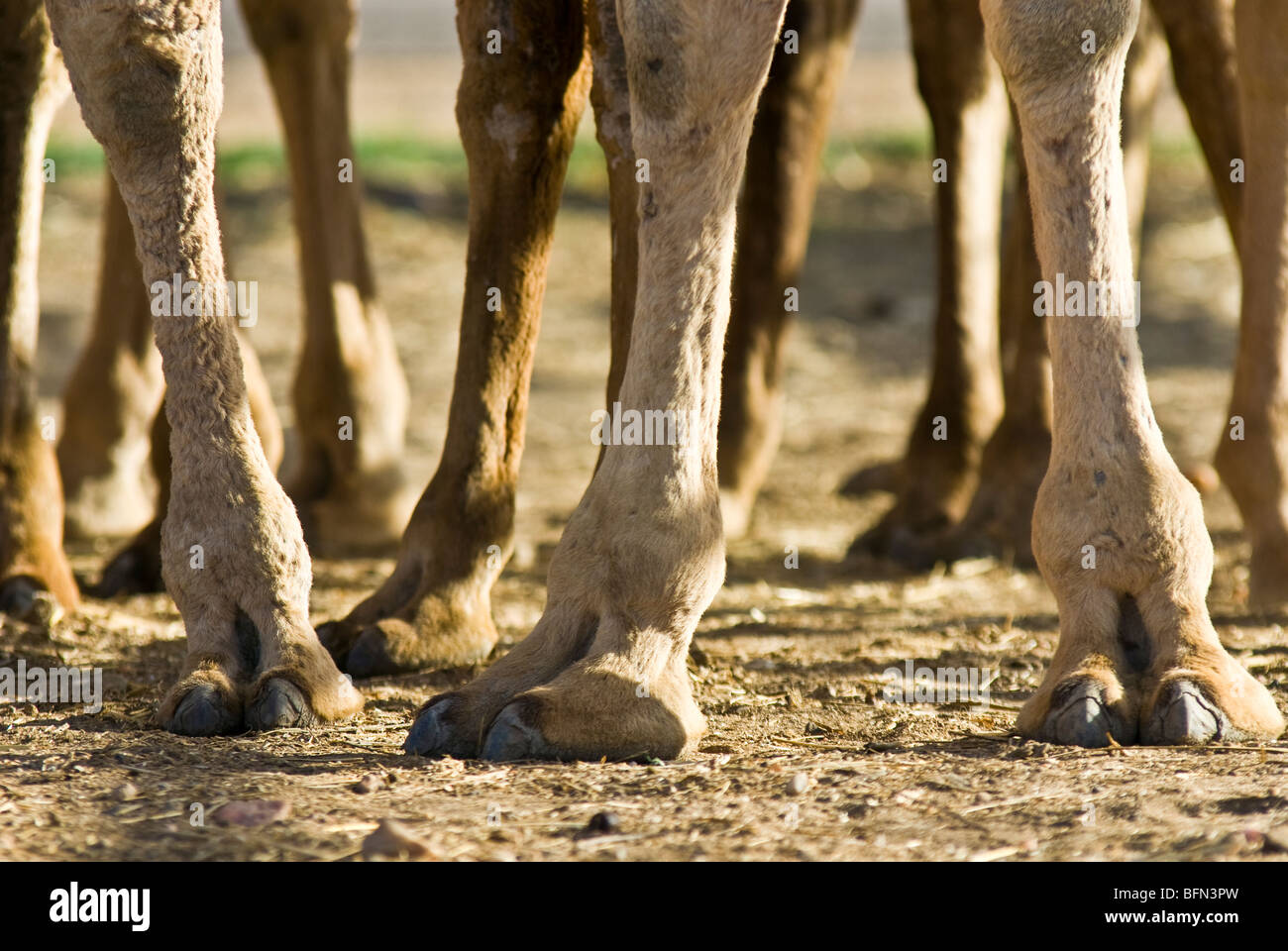 Die großen Zehen und Krallen das Dromedar Kamel für weichen Sand angepasst. Stockfoto