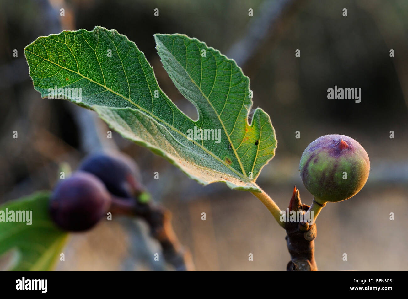 Die Früchte und Blätter von einem Feigenbaum Ficus Carica Nahaufnahme Stockfoto