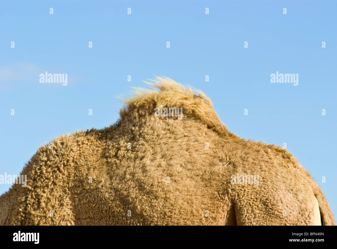Die Buckel ein Dromedar Kamel speichert Fettreserven für beschwerliche Reisen Stockfoto