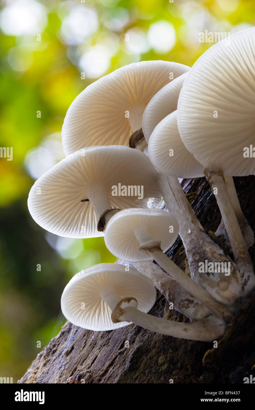 Porzellan-Pilz; Oudemansiella Mucida; Cornwall Stockfoto