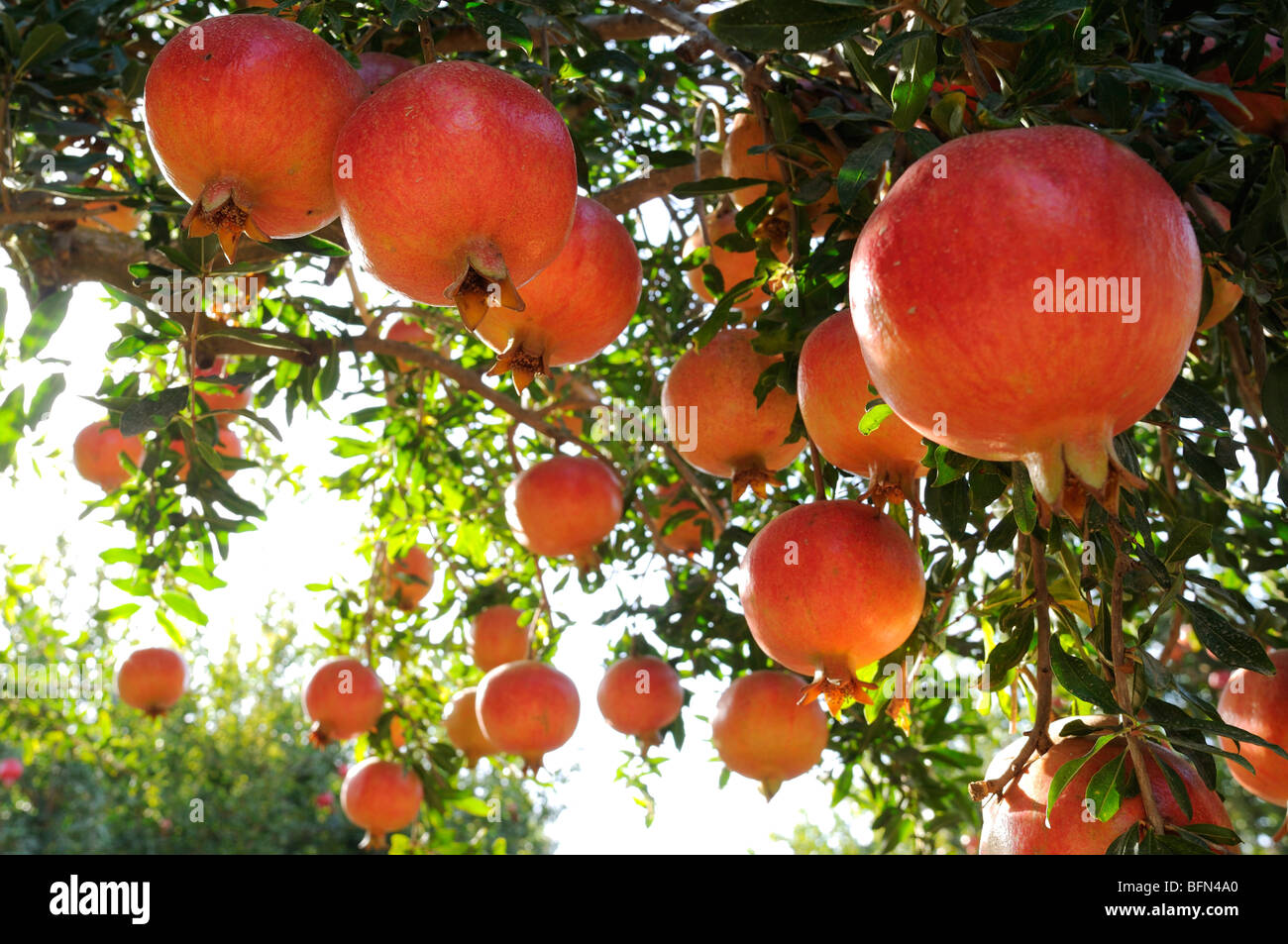 Granatapfel baum Fotos und Bildmaterial in hoher Auflösung Alamy