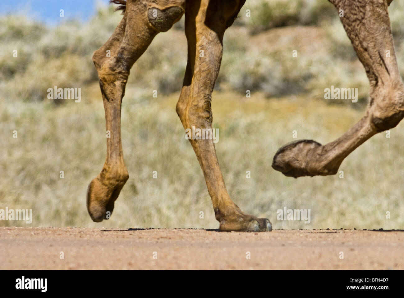 Detail von einem Dromedar Kamele Hufe in vollem Galopp über einen Feldweg. Stockfoto