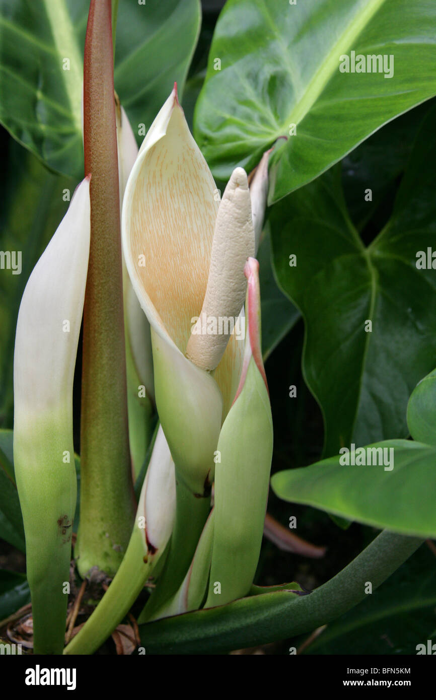 Philodendron Annulatum, Aronstabgewächse, Panama, Mittelamerika Stockfoto