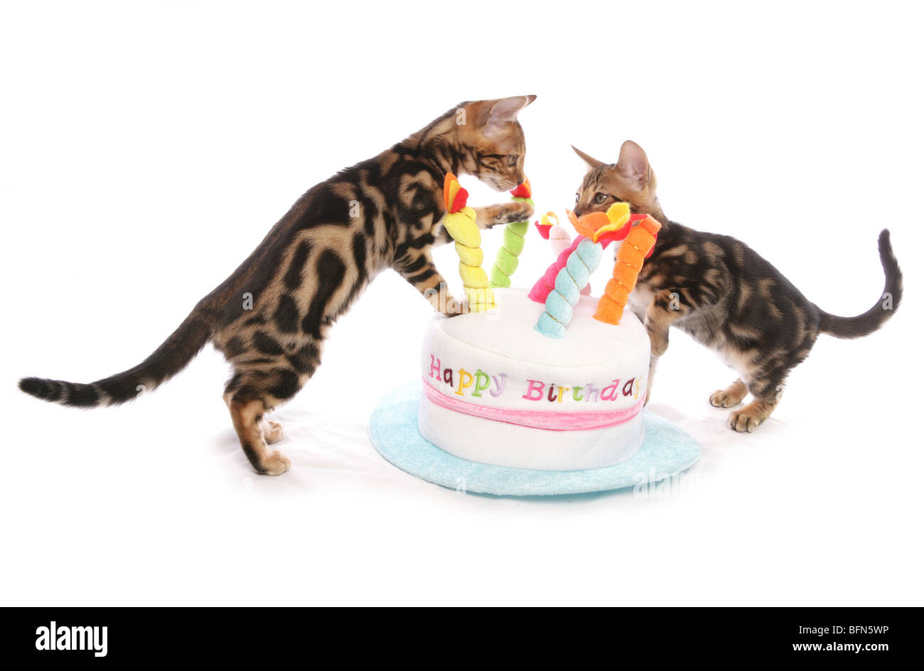 Bengal Kätzchen auf Geburtstag Kuchen Hut paar junge Männer Studio Stockfoto