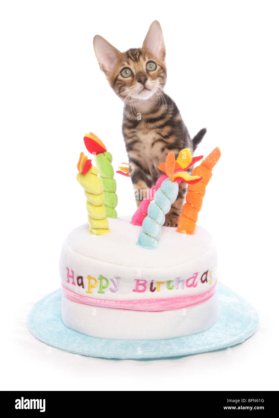Bengal Kätzchen auf Geburtstag Kuchen Hat einzelnes junge männliche Studio Stockfoto