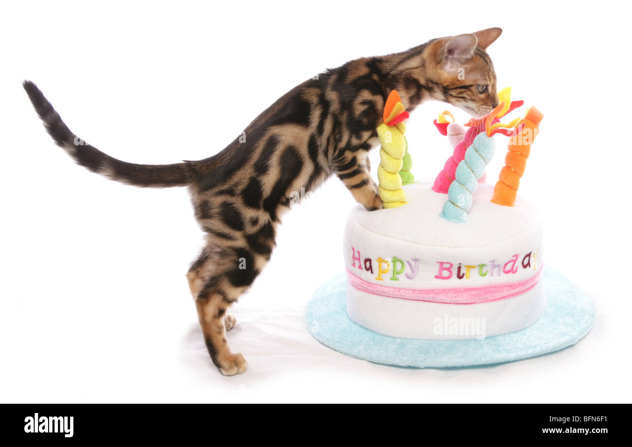 Bengal Kätzchen auf Geburtstag Kuchen Hat einzelnes junge männliche Studio Stockfoto