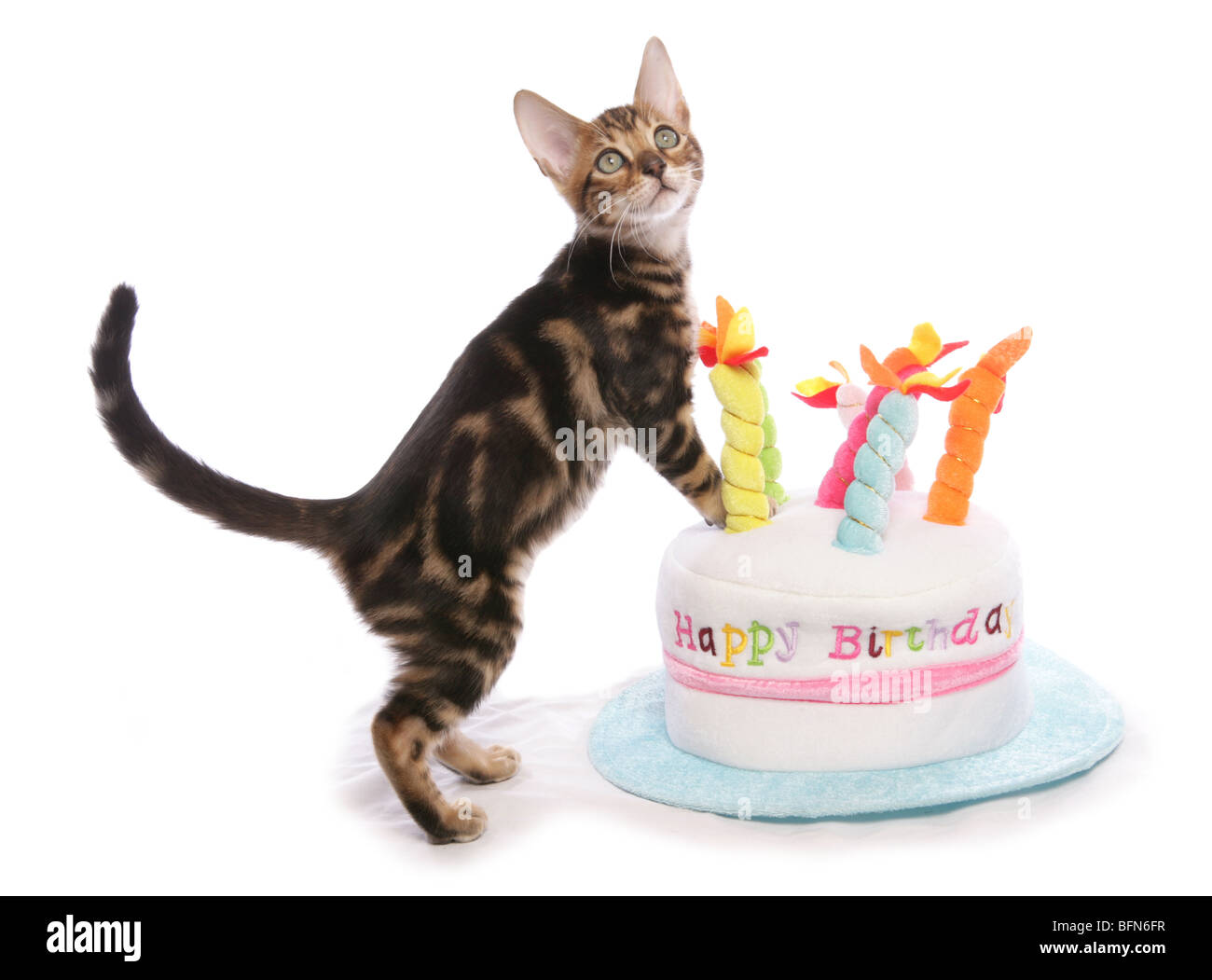 Bengal Kätzchen auf Geburtstag Kuchen Hat einzelnes junge männliche