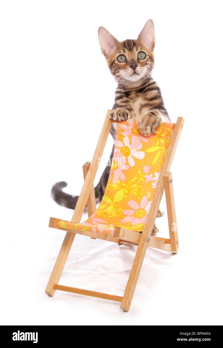 Bengal kitten mit Liegestuhl Single junge weibliche Studio Stockfoto
