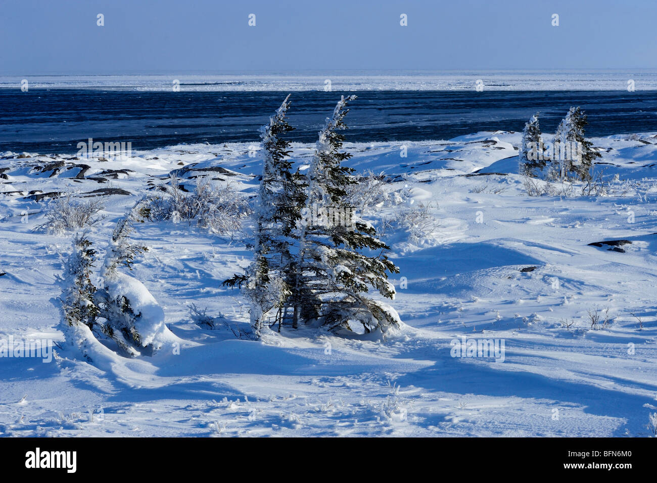 Wind-gestrahlt verkümmerte Bäume und Hudson Bay in Churchill, Manitoba, Kanada Stockfoto