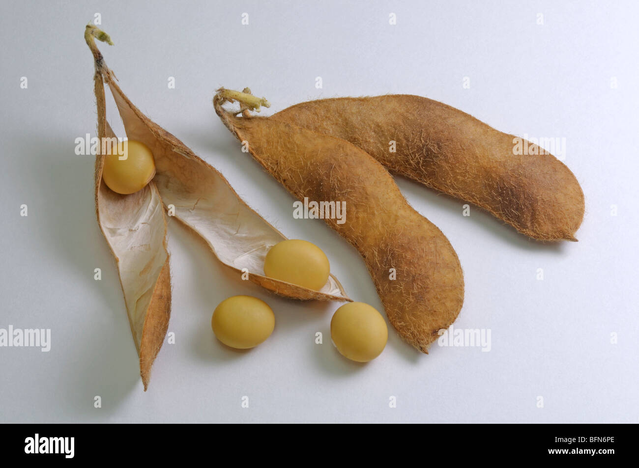 Soja, Soja (Glycine Max). Reife Früchte und Bohnen, Studio Bild. Stockfoto