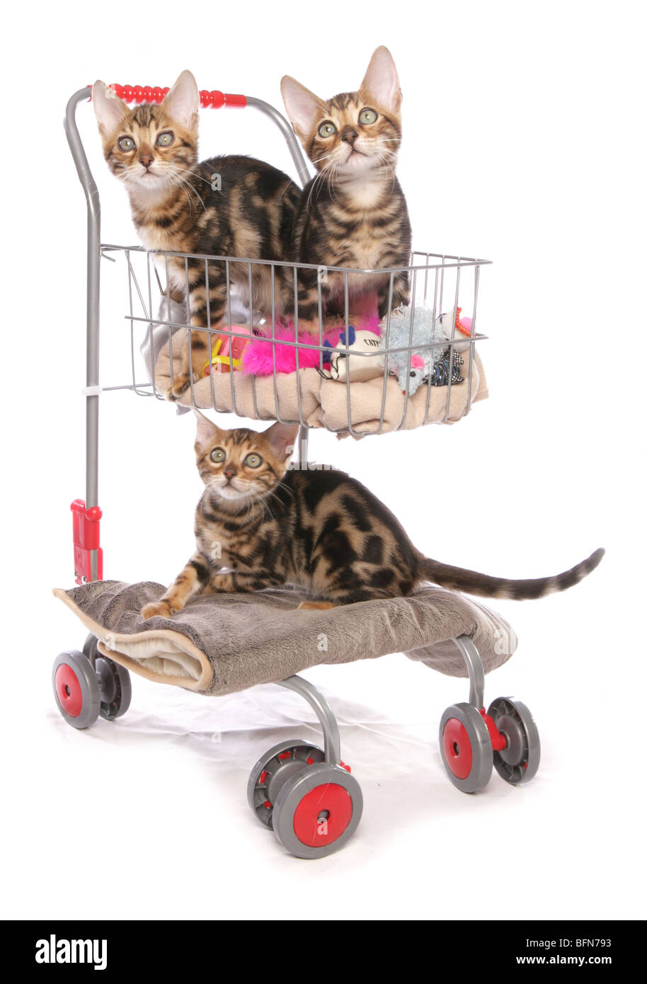 Bengal Kätzchen auf shopping Trolley drei junge Männer Studio Stockfoto
