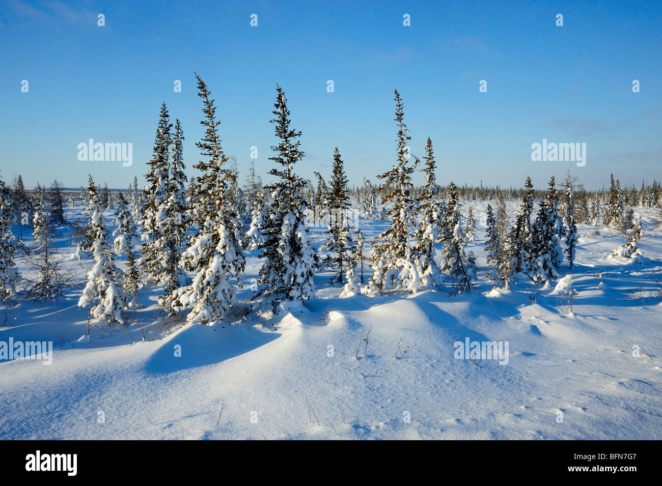 Boreal Bäume und Neuschnee, Churchill, Manitoba, Kanada Stockfoto