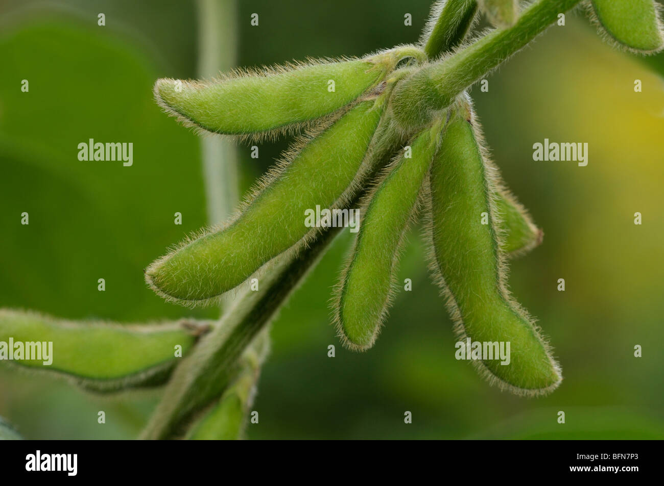 Soja, Soja (Glycine Max). Unreifen Hülsen. Stockfoto