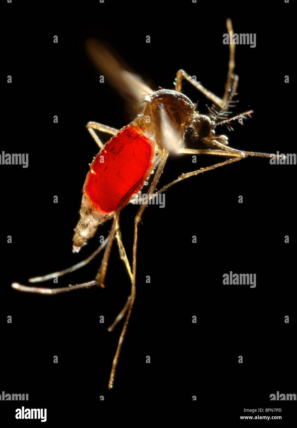 Eine weibliche Aedes Aegypti Mücke im Flug mit einem neu erhaltenen Blutmahlzeit durch ihre transparente Bauch sichtbar Stockfoto