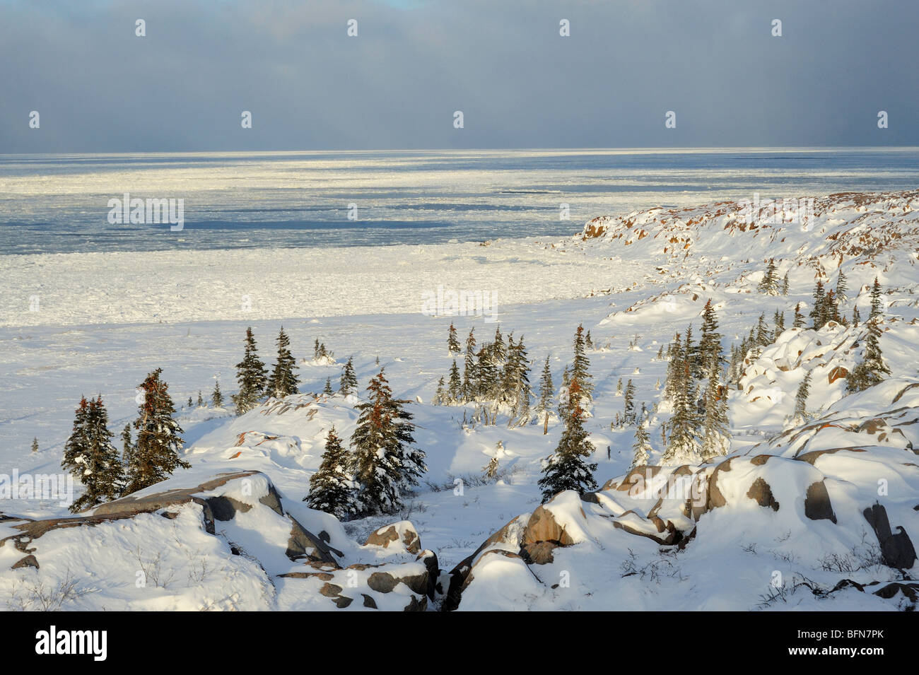 Bäume und Felsen entlang der Hudson Bay in Churchill, Manitoba, Kanada Stockfoto