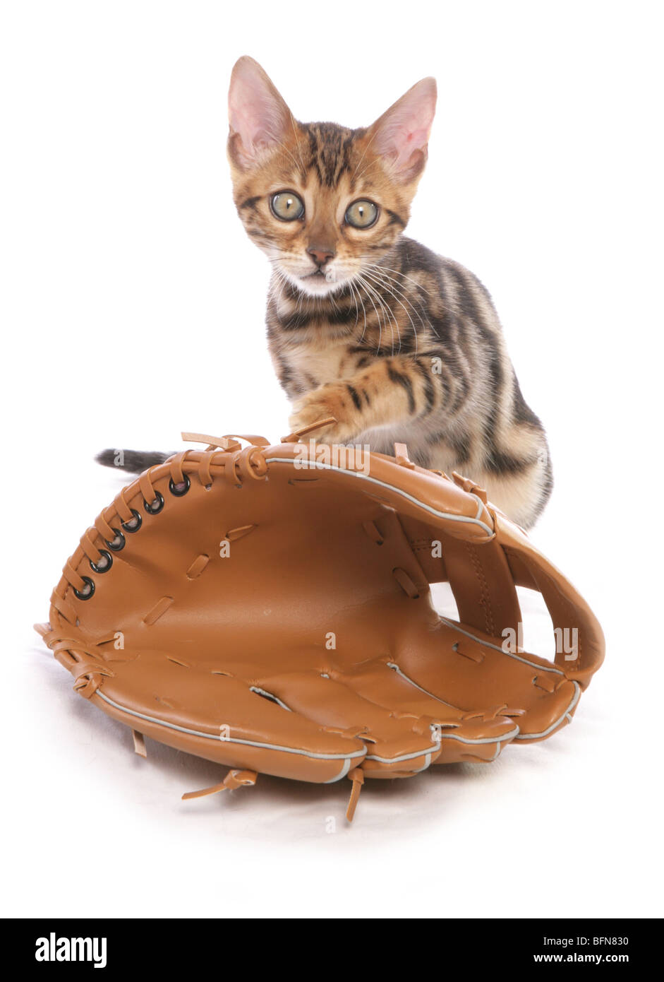 Bengal Kätzchen mit Baseball Handschuh einzigen jungen weiblichen studio Stockfoto